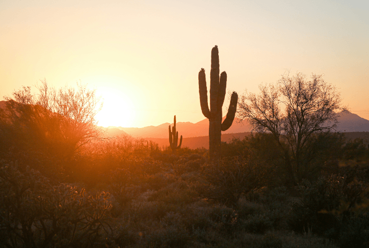 Phoenix